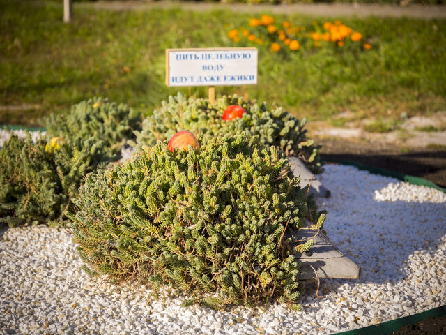 Территория — Дубрава, санаторий в Железноводске, фото 74