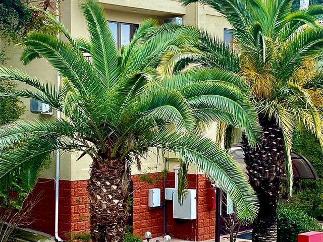 Территория комплекса — оздоровительный комплекс Дивный Лоо Сочи, фото 50